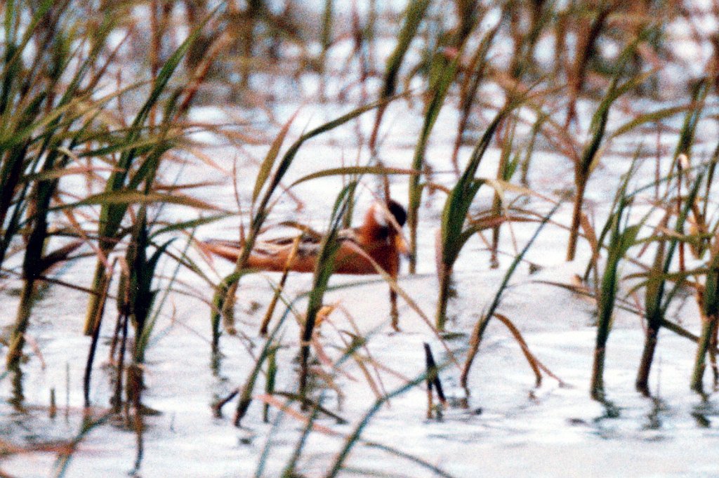 Phalerope, Red, St George Alaska 06-1996 B06P61I01.jpg - Red Phalerope. St. George Island, AK, 6-1996